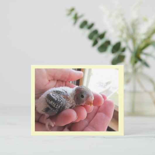 Rufus op 16 dagen oud briefkaart (Staand voorkant)