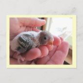 Rufus op 16 dagen oud briefkaart (Voorkant)