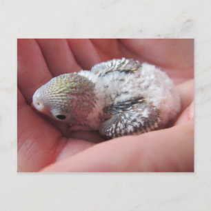 Rufus op 16 dagen oud briefkaart