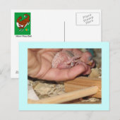 Rufus op zeer jonge leeftijd briefkaart (Voorkant / Achterkant)