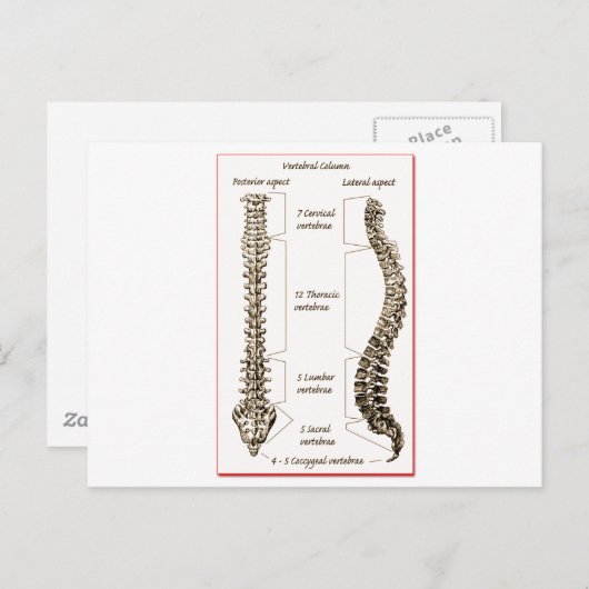 Rug Briefkaart (Voorkant / Achterkant)