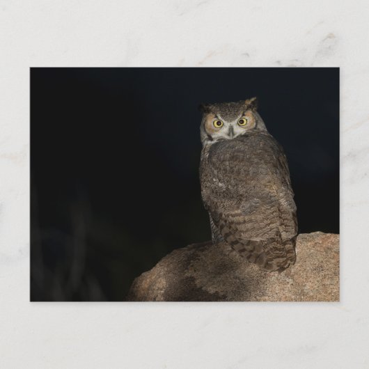 Rug Great Horned Owl Briefkaart (Voorkant)