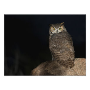 Rug Great Horned Owl Foto Afdruk