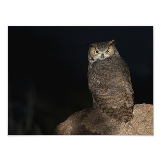 Rug Great Horned Owl Foto Afdruk (Voorkant)