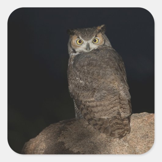 Rug Great Horned Owl Vierkante Sticker (Voorkant)
