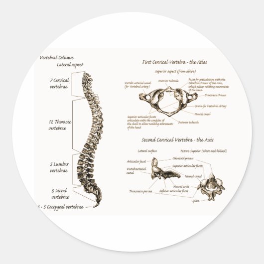 ruggengraat ronde sticker (Voorkant)