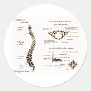 ruggengraat ronde sticker