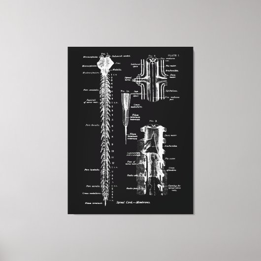 Ruggenmerg Membraan Anatomie Medisch Decor Canvas Afdruk (Voorkant)