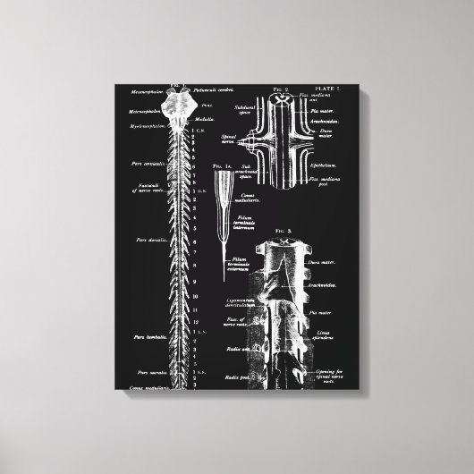 Ruggenmerg Membraan Anatomie Medisch Decor Canvas Afdruk (Voorkant)