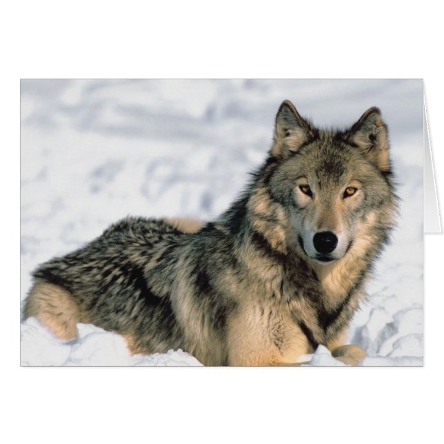 Ruglijnwolf (Voorkant Horizontaal)