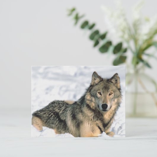 Ruglijnwolf Briefkaart (Staand voorkant)