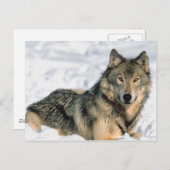 Ruglijnwolf Briefkaart (Voorkant / Achterkant)