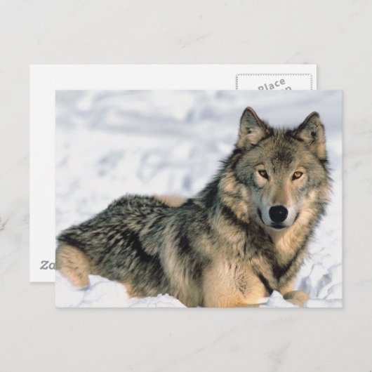 Ruglijnwolf Briefkaart (Voorkant / Achterkant)