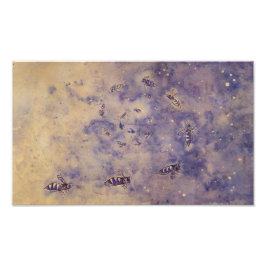 Ruimtebijen Foto afdrukken