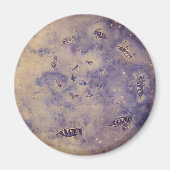 Ruimtebijenmagneet Magneet (Voorkant)