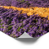 Ruin in Lavender Field, Frankrijk Poster (Hoek)