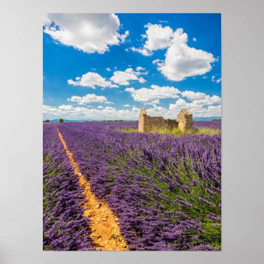 Ruin in Lavender Field, Frankrijk Poster (Voorkant)