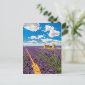 Ruïne in lavendelveld, Frankrijk Briefkaart (Staand voorkant)