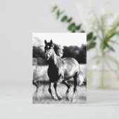 Ruitend paard briefkaart (Staand voorkant)