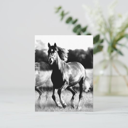 Ruitend paard briefkaart (Staand voorkant)