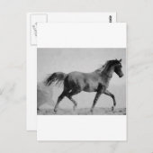 Ruitend paard zwart-wit briefkaart (Voorkant / Achterkant)