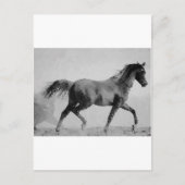 Ruitend paard zwart-wit briefkaart (Voorkant)