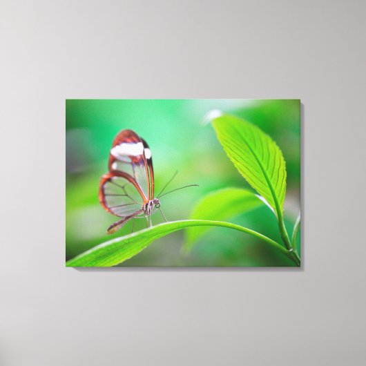 Ruitenvlinder van glas ontspant vers groen canvas afdruk (Voorkant)