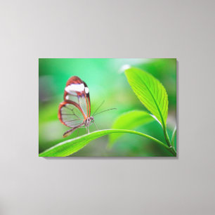 Ruitenvlinder van glas ontspant vers groen canvas afdruk