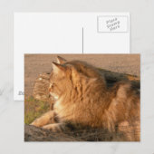 Rum Tiggle Briefkaart (Voorkant / Achterkant)