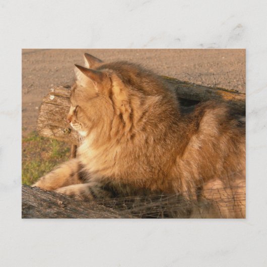 Rum Tiggle Briefkaart (Voorkant)