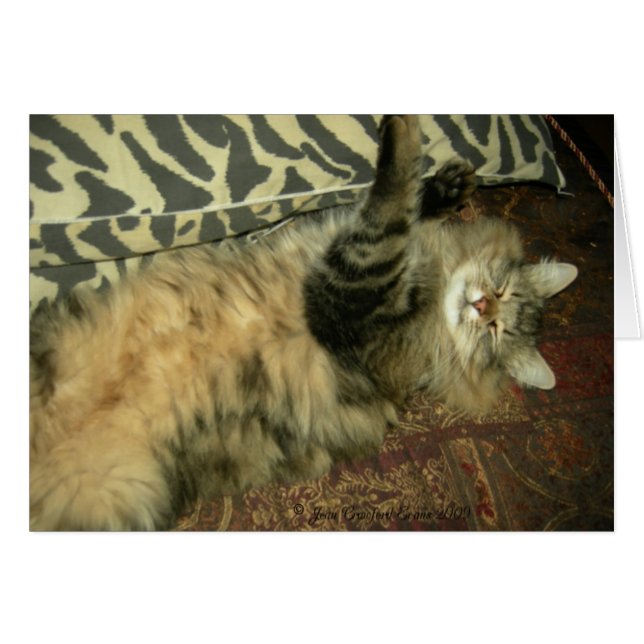 Rum Tum in repose (Voorkant Horizontaal)
