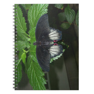 Rumanzovia Swallowtail - Mannelijke Notitieboek