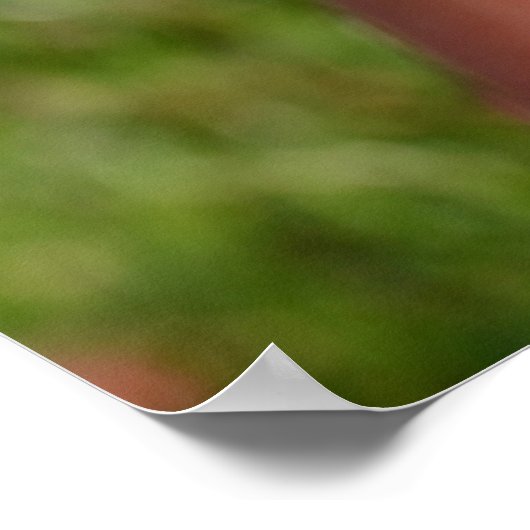 Rumi Quote Poster (Hoek)