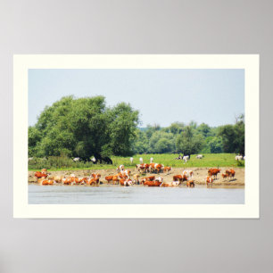 Runderen en de Donau Poster