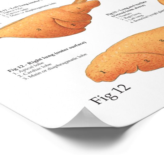 Runderen Koe Intern Poster voor anatomie (Hoek)