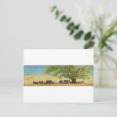 runderen, koeien briefkaart (Staand voorkant)