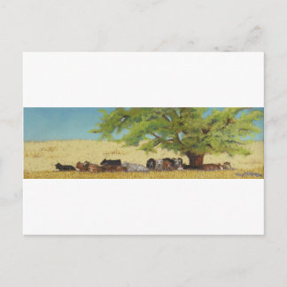 runderen, koeien briefkaart
