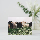 Runderen, Koeien in Wiltshire, Engeland Briefkaart (Staand voorkant)