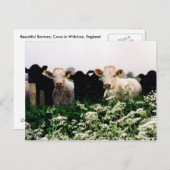 Runderen, Koeien in Wiltshire, Engeland Briefkaart (Voorkant / Achterkant)