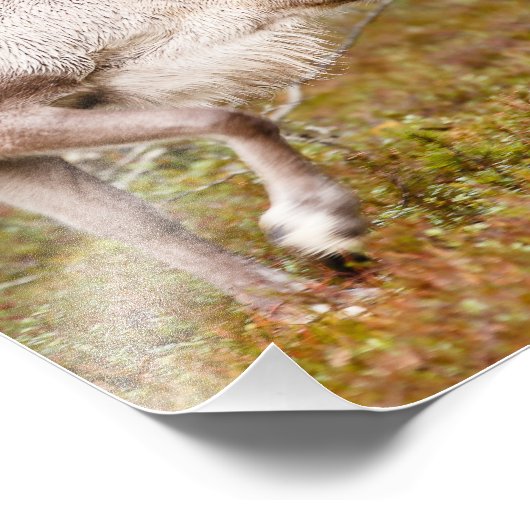 Runderen lopen in het bos foto afdruk (Hoek)