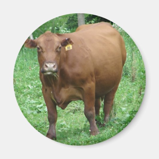 Runderen Magneet (Voorkant)