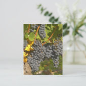 Runderen met rijpe druiventrossen van Merlot - Cha Briefkaart (Staand voorkant)