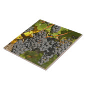 Runderen met rijpe druiventrossen van Merlot - Cha Tegeltje (Zijkant)