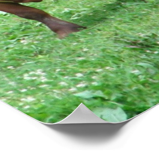 Runderen Poster (Hoek)