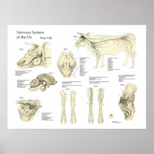 Runderen Poster van het zenuwstelsel Anatomie 