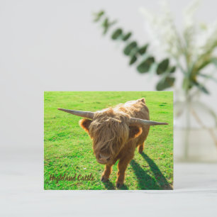 Runderen van hoerland voor dieren en boerderijen feestdagenkaart