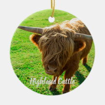 Runderen van hoerland voor dieren en boerderijen