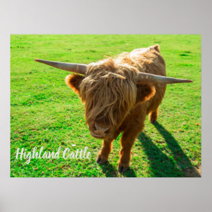 Runderen van hoerland voor dieren en boerderijen poster