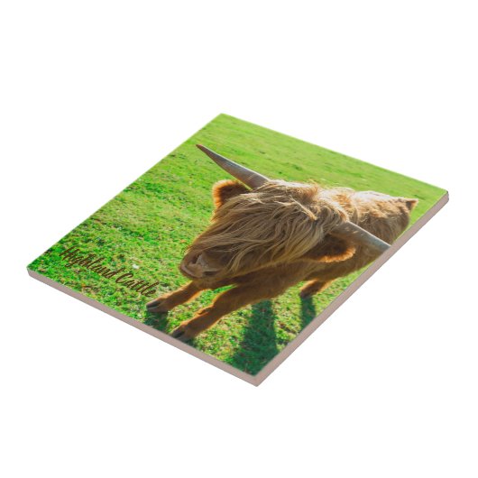 Runderen van hoerland voor dieren en boerderijen tegeltje (Zijkant)