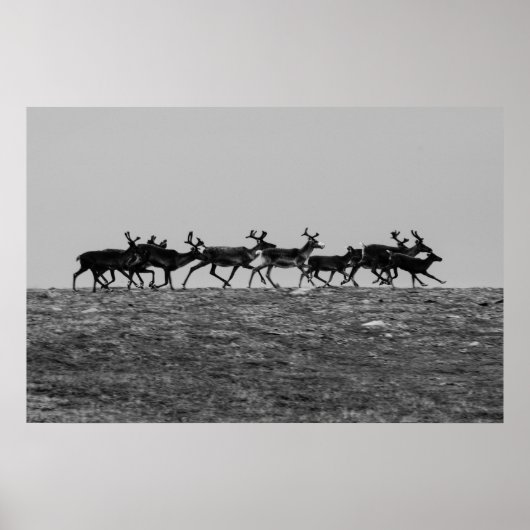 Runderrendier Poster (Voorkant)